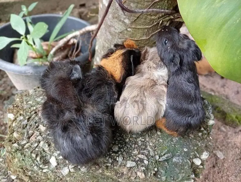 ගිනිපිග්
