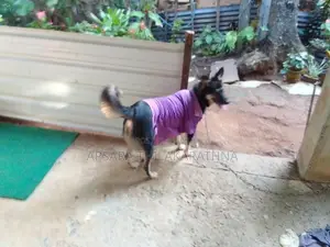 German Shepherd