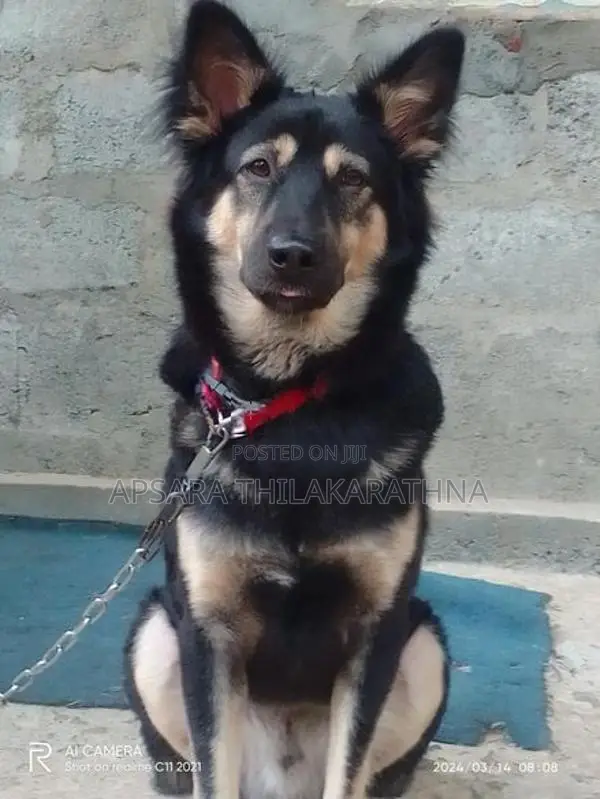 German Shepherd