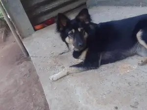 German Shepherd