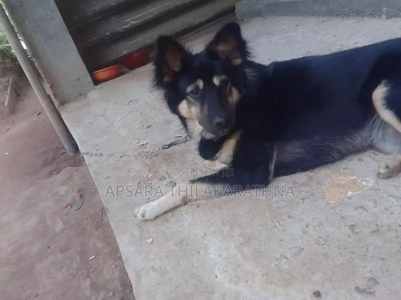 German Shepherd
