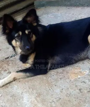 German Shepherd