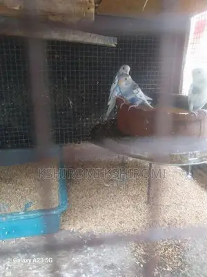 Love Birds