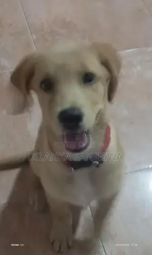 ලැබ්‍රඩෝ