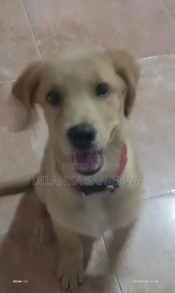 ලැබ්‍රඩෝ