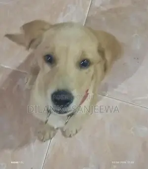 ලැබ්‍රඩෝ