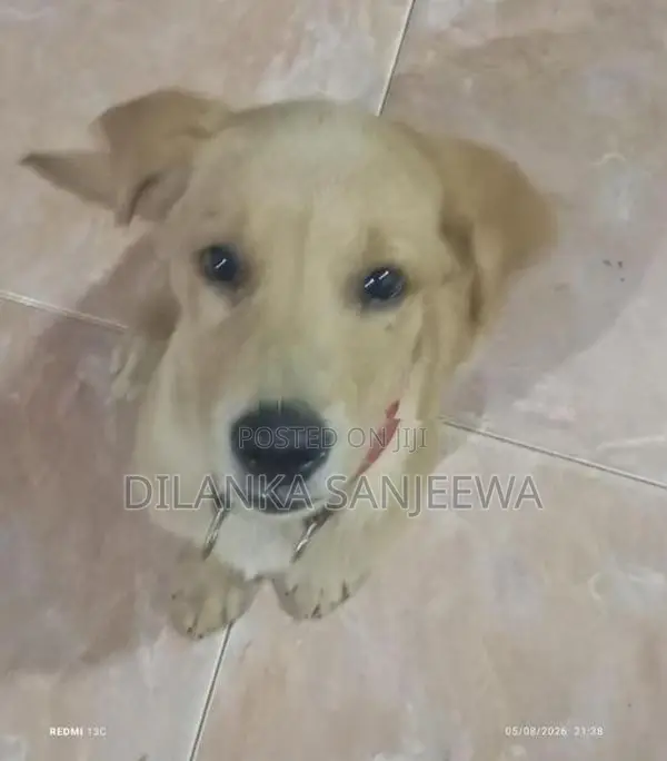 ලැබ්‍රඩෝ
