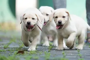 Labrador Retriever Puppies