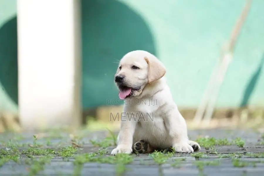 Labrador Retriever Puppies