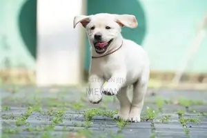 Labrador Retriever Puppies