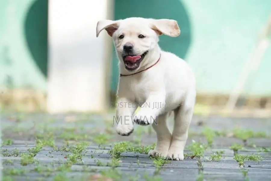 Labrador Retriever Puppies