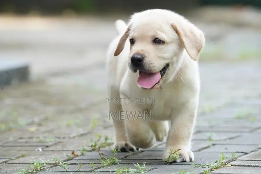 Labrador Retriever Puppies