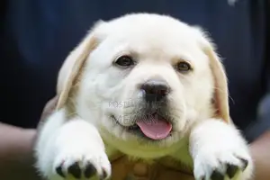 Labrador Retriever Puppies