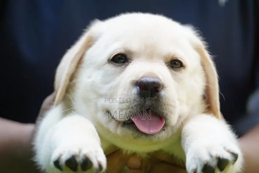 Labrador Retriever Puppies