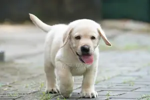 Labrador Puppies Pedigree Certificate
