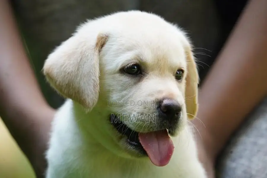 Labrador Puppies Pedigree Certificate