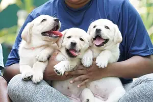 Labrador Puppies Pedigree Certificate