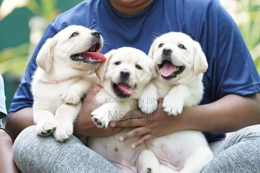 Labrador Puppies Pedigree Certificate