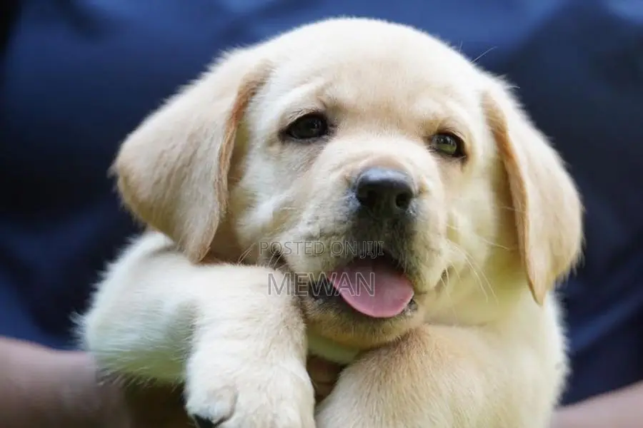 Labrador Puppies Pedigree Certificate