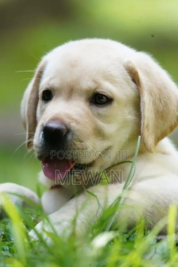 Labrador Puppies Pedigree Certificate