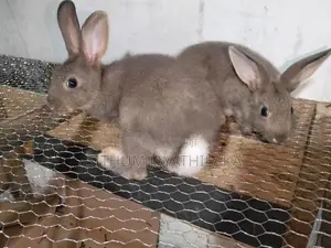 හාවෝ 4ක් ඉන්නව් .