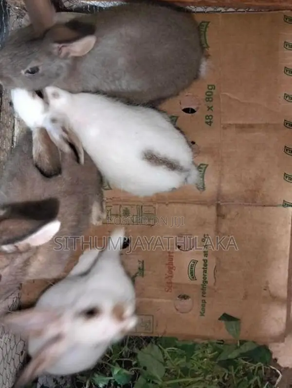 හාවෝ 4ක් ඉන්නව් .