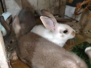 හාවෝ 4ක් ඉන්නව් .