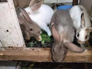 හාවෝ 4ක් ඉන්නව් .