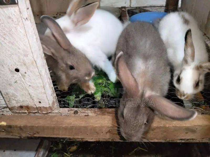 හාවෝ 4ක් ඉන්නව් .