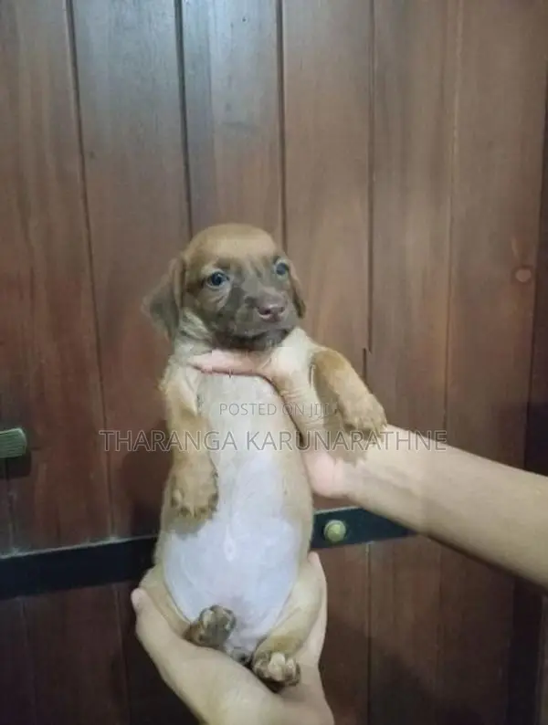 Dachshund Puppies
