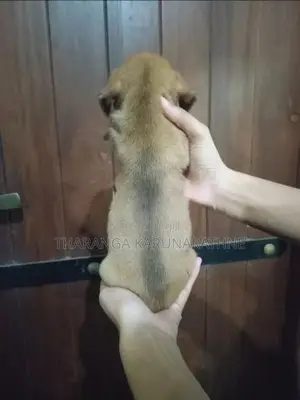 Dachshund Puppies