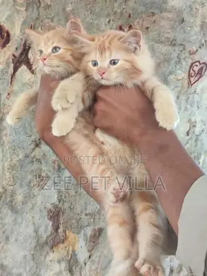 Persian Kitten