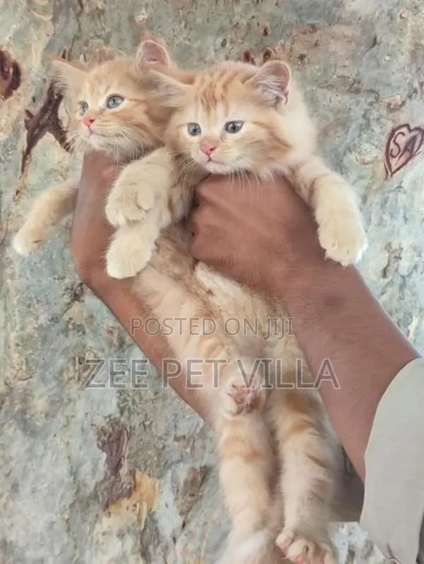 Persian Kitten