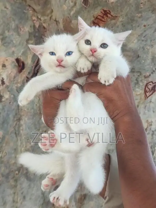 Persian Kitten