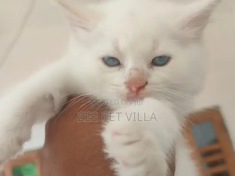 Persian Kitten