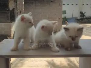 Persian Kitten