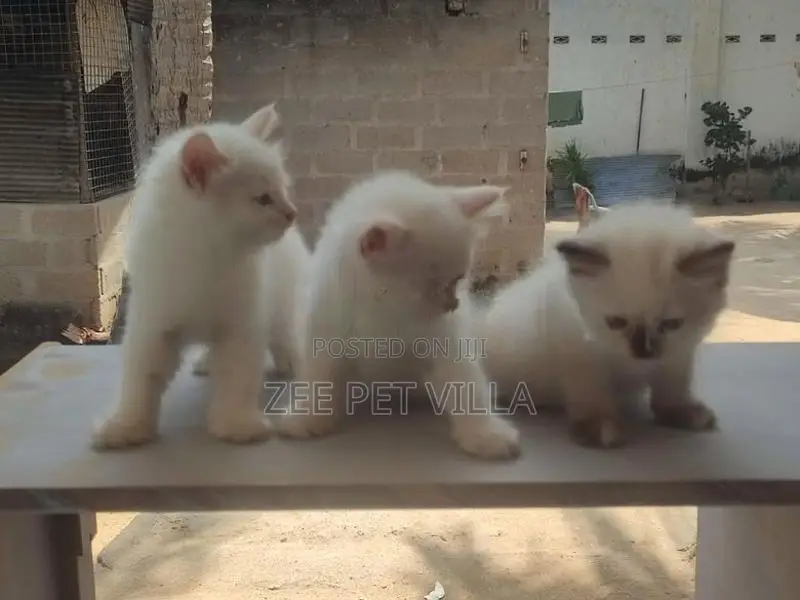 Persian Kitten