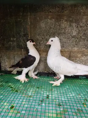 Pigeon