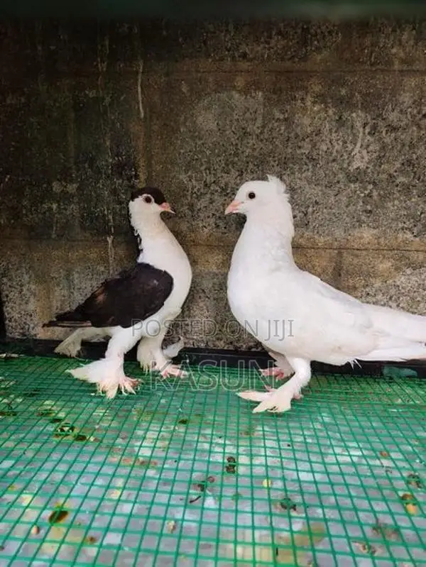 Pigeon
