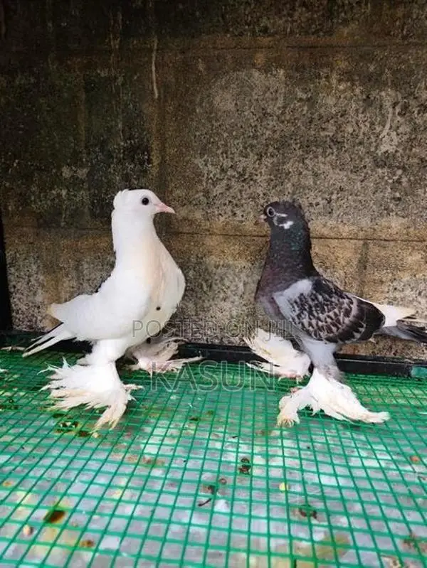 Pigeon