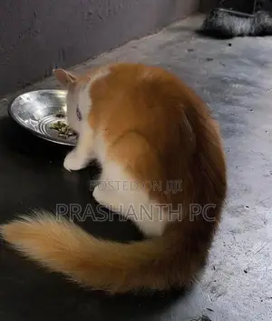Persian