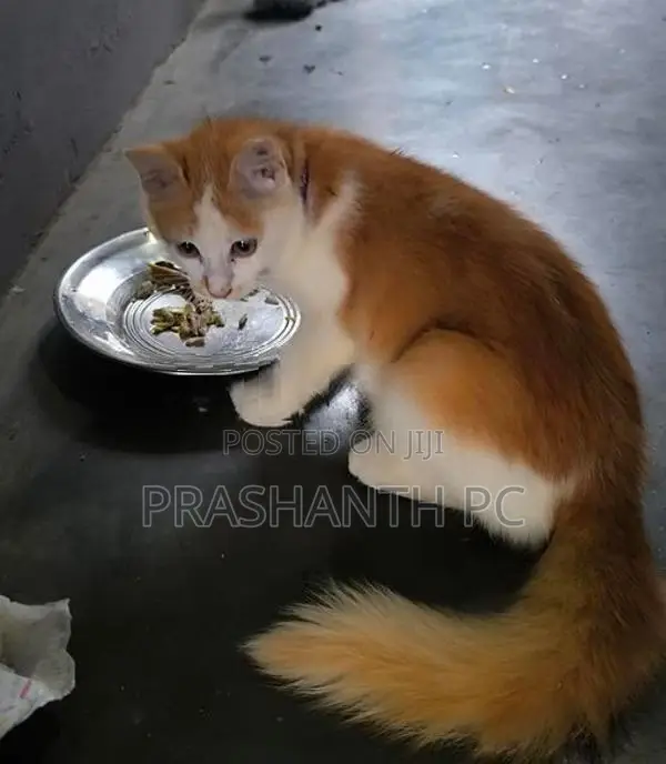 Persian