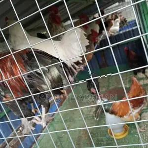 நாட்டு கோழி
