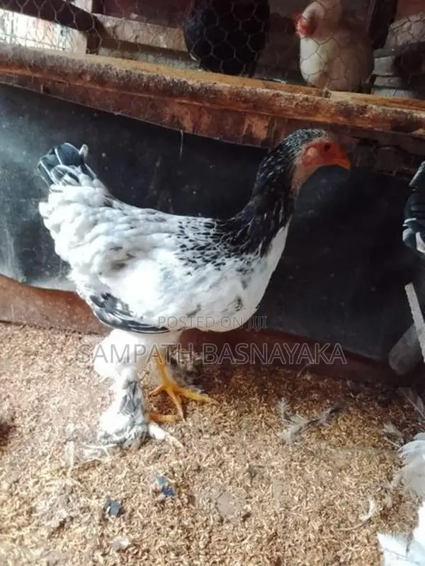 බ්‍රාමා ගම් කුකුලන්