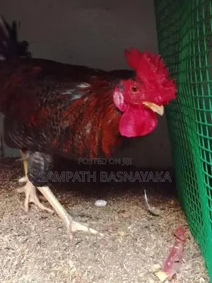 බ්‍රාමා ගම් කුකුලන්