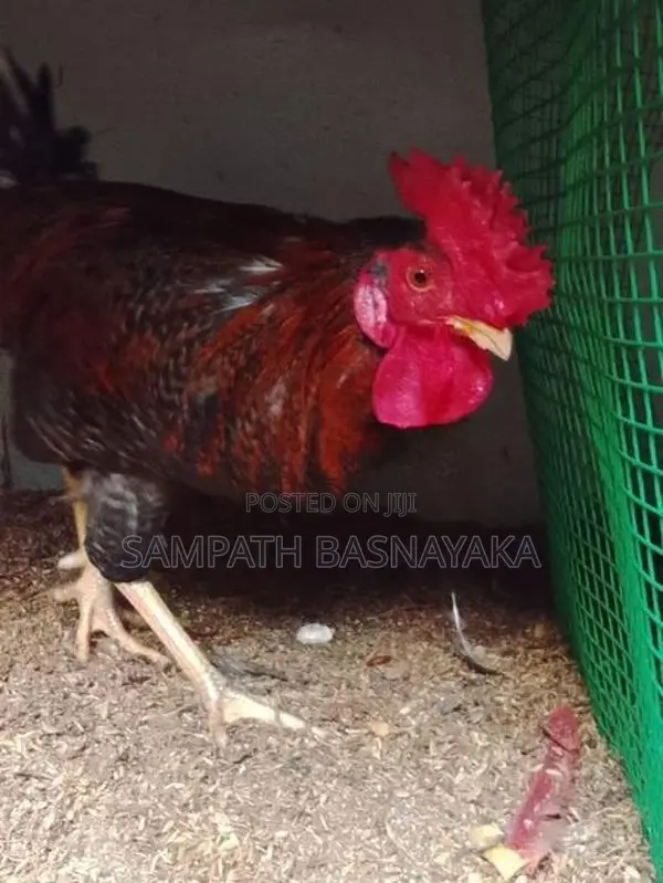 බ්‍රාමා ගම් කුකුලන්