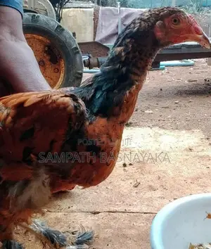 බ්‍රාමා ගම් කුකුලන්