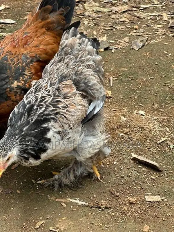 බ්‍රාමා ගම් කුකුලන්