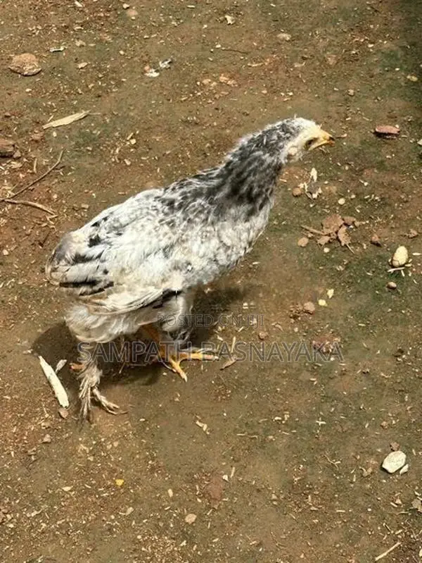බ්‍රාමා ගම් කුකුලන්