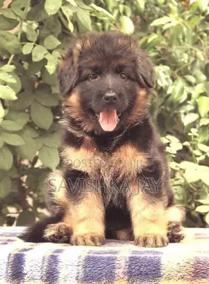 German Shepherd Long Coat Puppies
